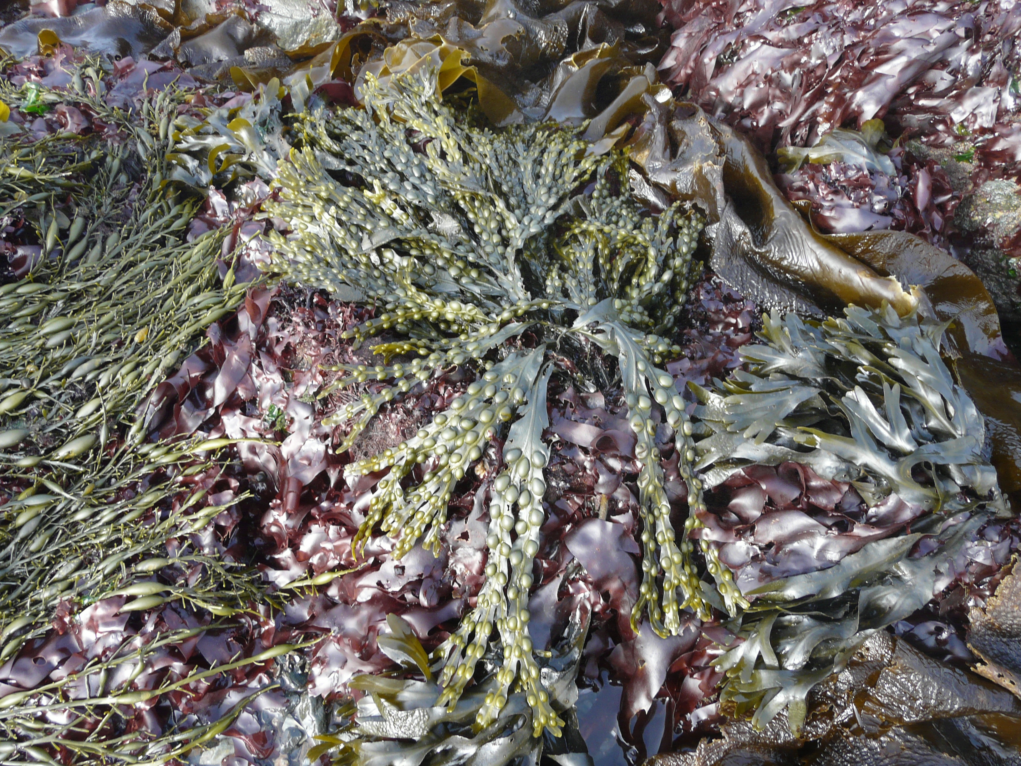 Fucus vesiculosus, growing in the middle of the intertidal zone of the Bay of Fundy, New Brunswick, Canada. The vesicles are particularly abundant on this example; they are for floatation purposes and are not to be confused with reproductive structures (photo credit: Thierry Chopin).